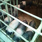 Tourist Farm Pri Martinovih *