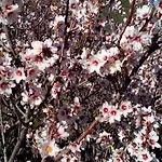 בית חווה Tourist Farm Pri Martinovih