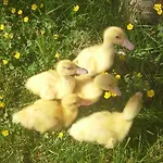 Tourist Farm Pri Martinovih *