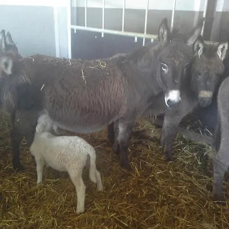 Tourist Farm Pri Martinovih Krška Vas