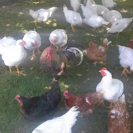 Tourist Farm Pri Martinovih Krska Vas