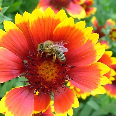 בית חווה Tourist Farm Pri Martinovih