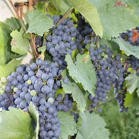 Tourist Farm Pri Martinovih