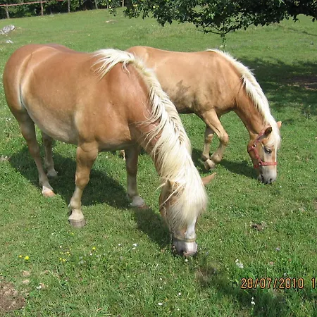 Smještaj na farmi Tourist Farm Pri Martinovih *