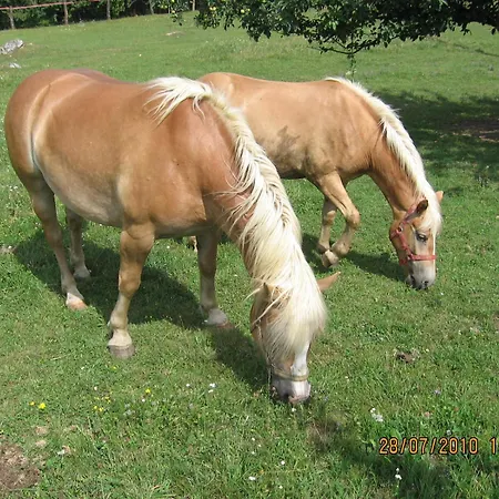 Фермерский дом Tourist Farm Pri Martinovih *