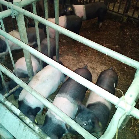 Tourist Farm Pri Martinovih *