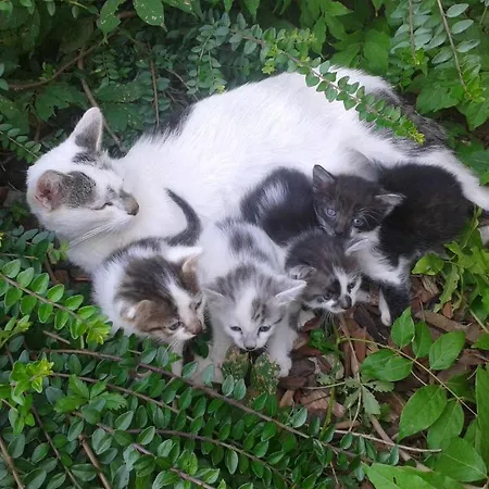 Smještaj na farmi Tourist Farm Pri Martinovih Krska Vas