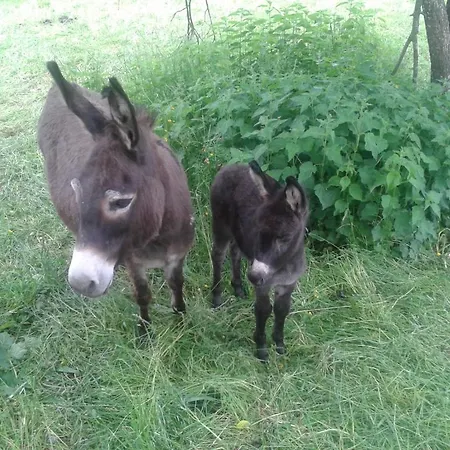 Farm stay Tourist Farm Pri Martinovih *