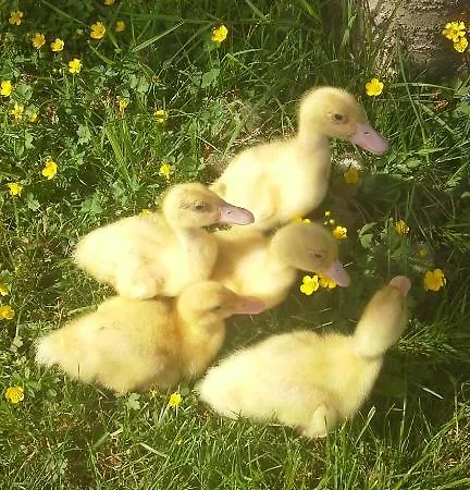 Tourist Farm Pri Martinovih *