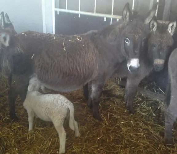 Tourist Farm Pri Martinovih Krška Vas
