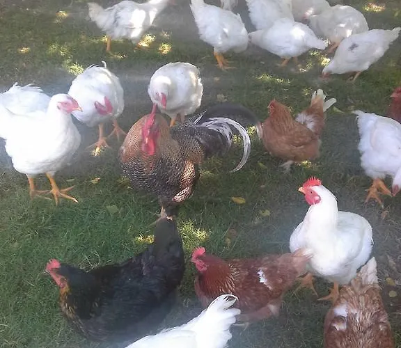 Tourist Farm Pri Martinovih Krska Vas