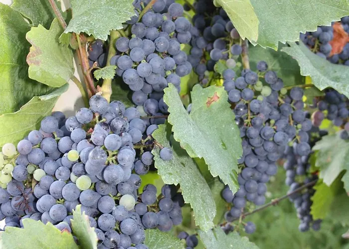 Tourist Farm Pri Martinovih