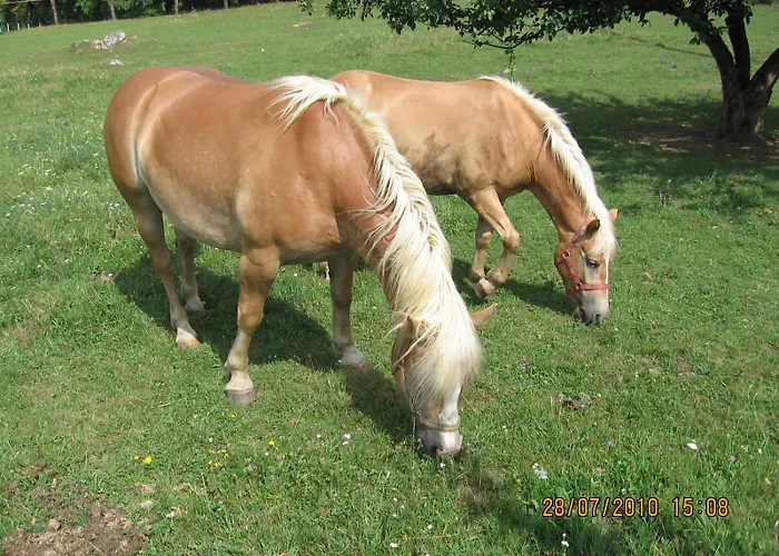 Alojamento de Turismo Rural Tourist Farm Pri Martinovih *