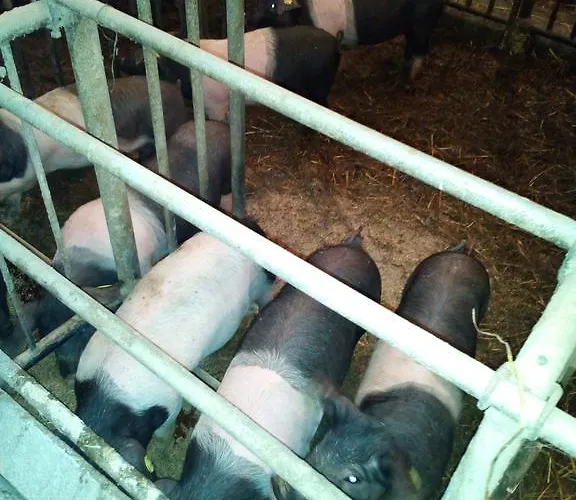 Tourist Farm Pri Martinovih *