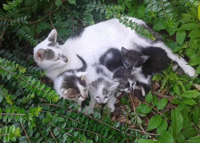 Alojamento de Turismo Rural Tourist Farm Pri Martinovih Krška Vas
