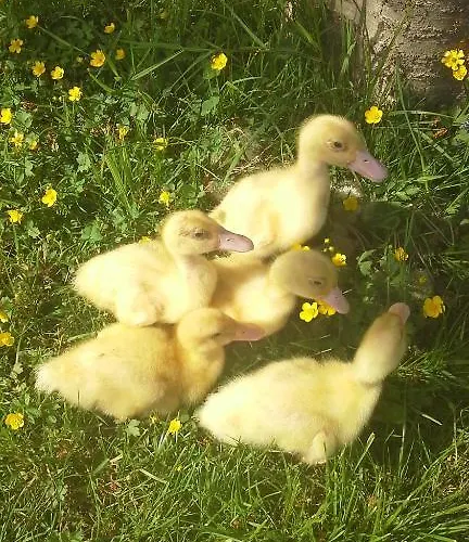 Tourist Farm Pri Martinovih *